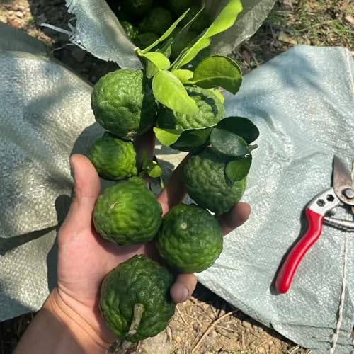 Semillas de lima kaffir - Plantas resistentes para balcones Lima kaffir, fruta en espaldera semillas de plantas semillas de plantas de jardín de interior jardín de plantas Plantas de 35pcs