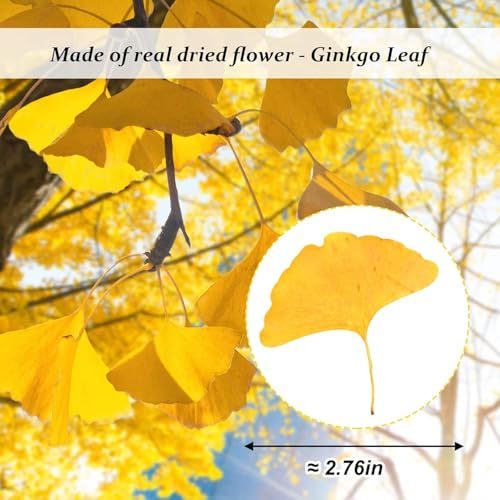 Hojas secas de Ginkgo amarillo para manualidades, 42 pcs miniatura 2