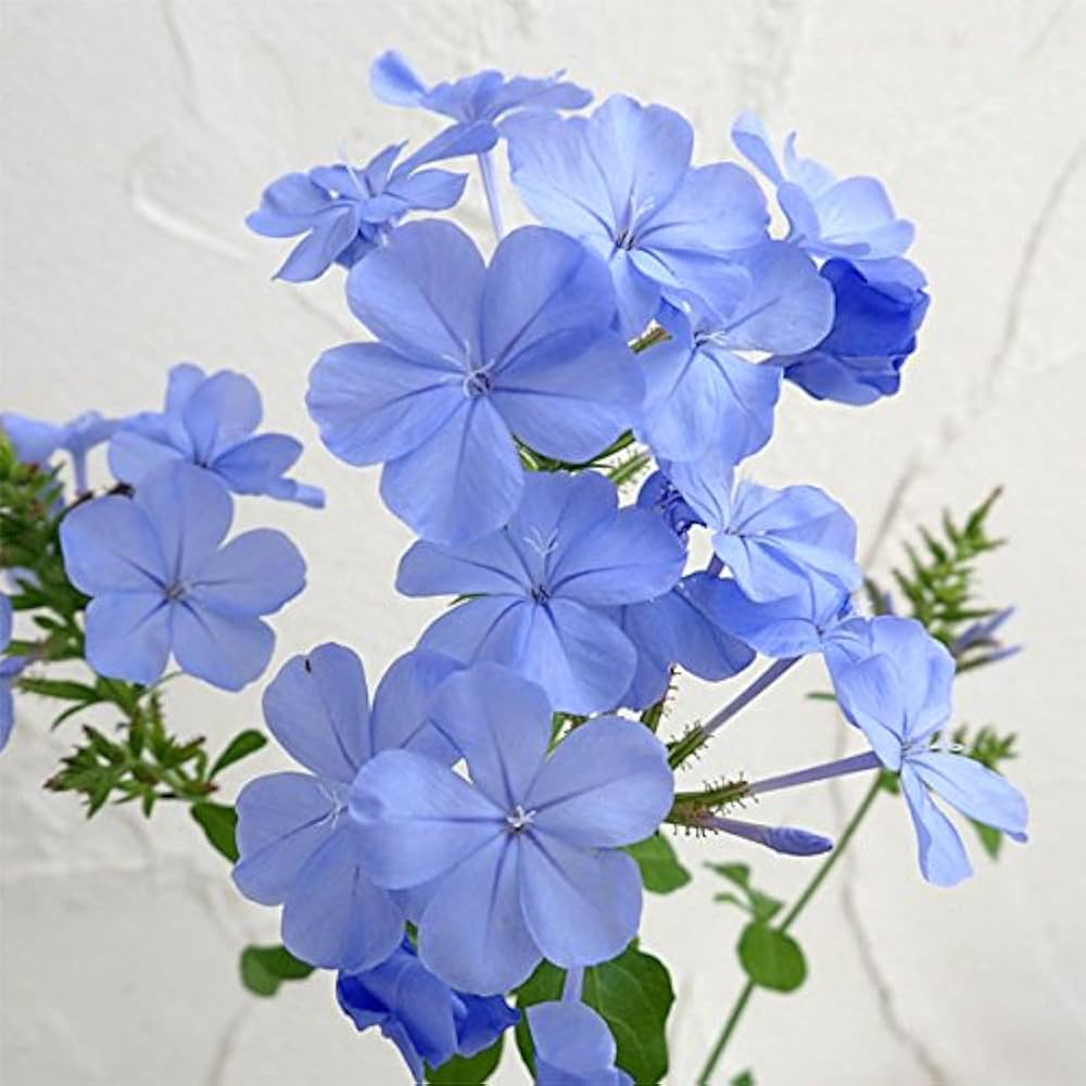 Amazon.co.jp: プルンバーゴ（ルリマツリ）：ブルー ボサ仕立て