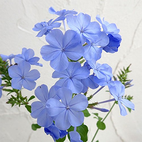 プルンバーゴ(ルリマツリ)ブルーと白のmix スタンダード仕立て ルリマツリ 苗 プルンバーゴ スタンダード仕立て