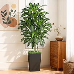 Dracaena Tree With Black Pot