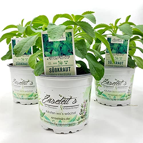 Stevia Pflanzen Kaufen Die 15 besten Produkte im Vergleich