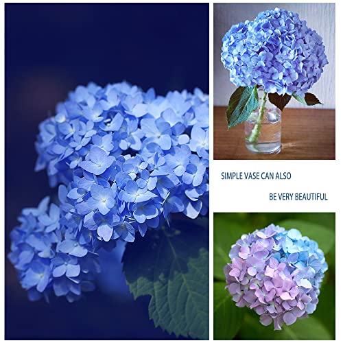 60+ Giant Snowball Hydrangea Seeds For Planting - Mixed Color, Fast Growing Shrub Beautiful Perennial Climbing Large Flowers, Wedding Outdoor Garden Potted Plants #TOP1