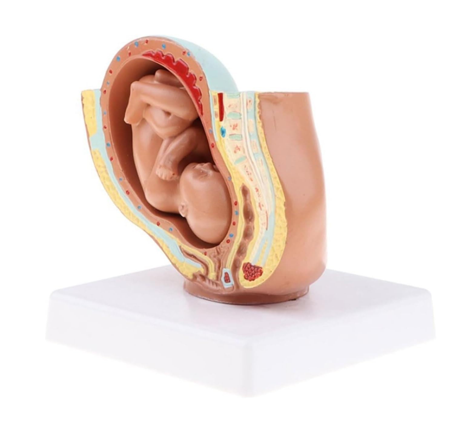 Amazon.co.jp: 人間モデル 人体模型 解剖学的モデル 取り外し可能な  