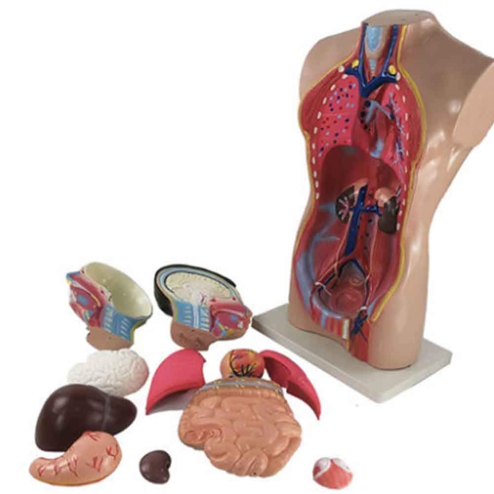 Model anatomiczny 12 części ludzki 85 cm tułów anatomia trzewna model medyczny półciało model tułowia dla biologii, medyczny materiał dydaktyczny model szkieletu