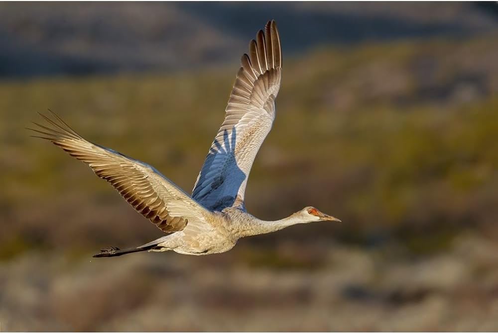 ArtDirect Sandhill crane flying Bosque del Apache National Wildlife Refuge-New Mexico Wall Art Print by Jones, Adam - Custom Sizes 10x7, 14x9, 20x13, 36x24, 48x32, and 60x40 Inches (66_US32 AJE0136)