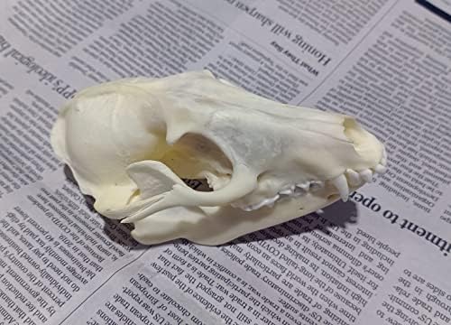 Animal Specimen Real Animal Skull Specimen Taxidermy Cleaned Skull Collection Fox, cat, Mink, Crocodile, Dog, Raccoon, Snake, Rabbit, Goat ，Muskrat，Nutria，Fox's paw (3pcs,Raccoon)