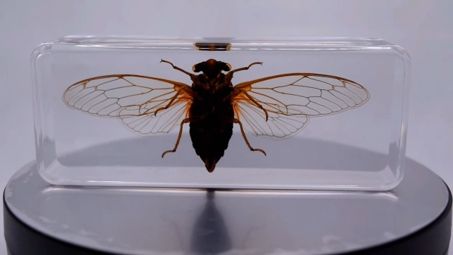 Image of 4.3 inch Real Cicada w /Open Wings in Crystal Clear Lucite Resin Paperweight Crafts Specimen Preserved Insect Bug Taxidermy Collection for Biology Science Education & Desk Ornament Display Supplies
