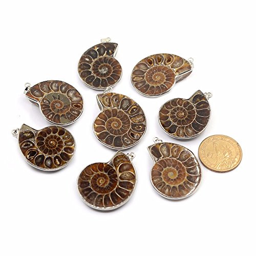 Natural Ammonite Fossil Jewelry Silver Tone Wrapped Pendant Necklace3
