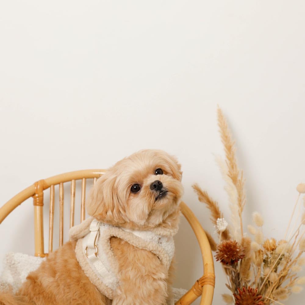 【新品未使用】moncheri ひつじさん柄ハーネス＋リードSET Sサイズ 楽天市場】【LINE追加10%OFFクーポン】moncheri モンシェリ 犬