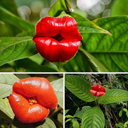 Ncient 10/20/30/50 Semillas de Flores de Labios Semillas Flores Raras Plantas Bonsai Psychotria Elata para Jardín Balcon Interior y Exteriores