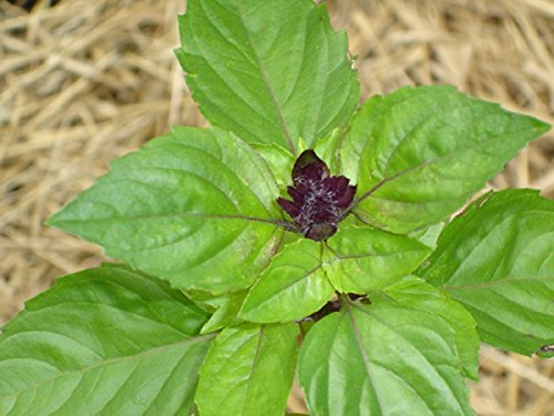 4 Ounces Cinnamon Basil HERB Seeds. Vietnamese~Saigon Basil. Heirloom.