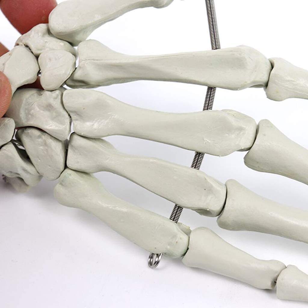 Modello anatomico Medico della Mano di Dimensioni della Vita - Assistenza Medica della Mano Umana per l'insegnamento per l'attrezzatura Medica, Laboratorio