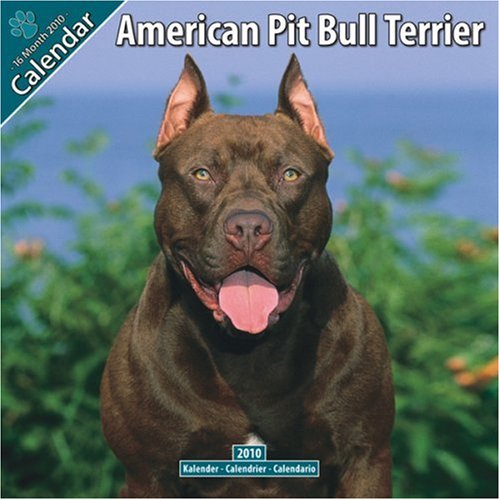  American Pit Bull Terrier