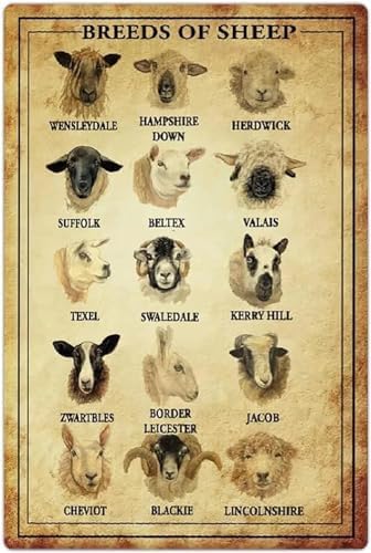 Clublany Xx3037 Breeds Of Sheep Metal Tin Signs Sheep Knowledge Retro Posters Ranch Infographic Plaque Decoration Herders Home Farmhouse Wall Decor 8X12 Inches
