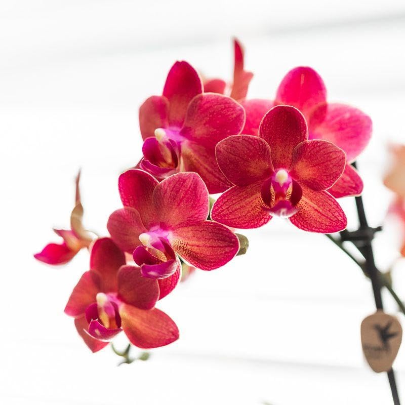 Orchidée Phalaenopsis Rose Violet KOLIBRI - Pot Diabolo Travertine 9cm, Plante D'Intérieur Fraîche Du Producteur