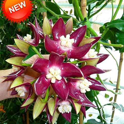 New Arrival!Home Bonsai Garden Rare Hoya Orchid,Hoya Carnosa Plant Orchid Flower Flores Series 100 PCS/Package,#KU25ZO - (Color: Mix)