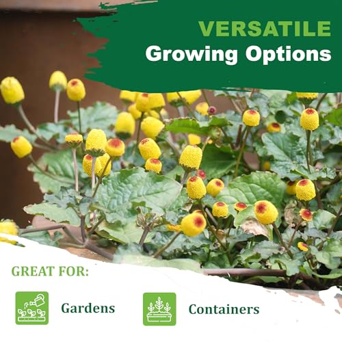 TKE Farms & Gardens - Toothache Plant Seeds for Planting, 1000 Non-GMO Heirloom Buzz Button Seeds, Electric Daisy, Szechuan Button, Includes Easy Growing Instructions, 250mg Packet, Qty 1