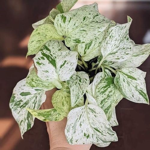 Snow White Marble Pathos Money Plant Live | Indoor & Outdoor Lucky Plant with pot (Pack of 1)-image-23