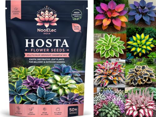 Image of Hosta Flower Seeds Multicolor Ornamental Plant Easy Grow