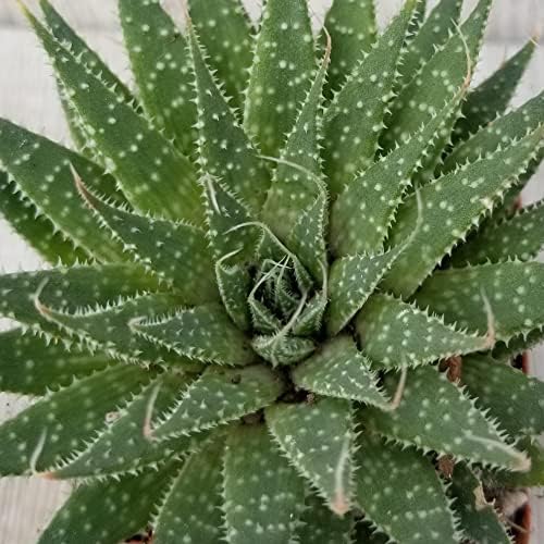Aloe aristata Cacti Cactus Succulent Real Live Plant