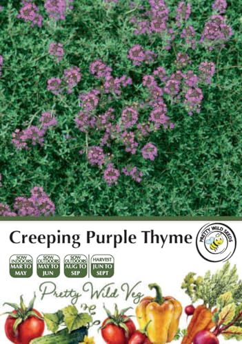Thyme Creeping Purple Seeds in Pictorial Packet - 2500 Seeds