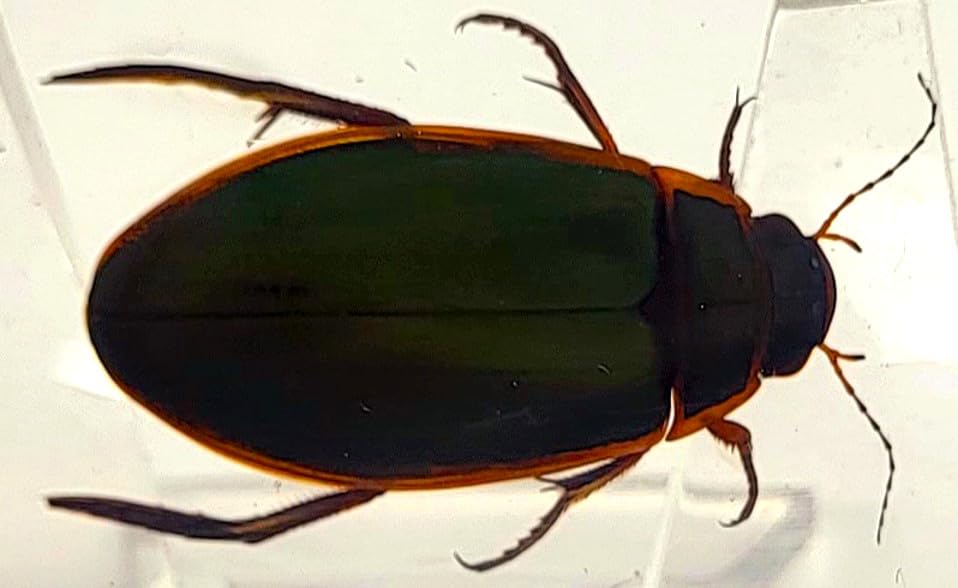 Image of 2.9 inch Real Golden Edge Great Diving Beetle in Crystal Clear Lucite Resin Paperweight Specimen Preserved Insect Bug Taxidermy Collection for Biology Science Education Desk Display Supplies