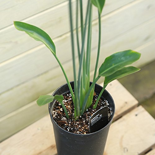 Amazon|観葉植物:ストレリチア ユンケア ノンリーフ *ノーリーフ Amazon|観葉植物:ストレリチア ユンケア ノンリーフ *ノーリーフ