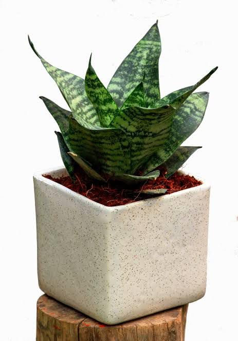 Mini Snake Plant – Live Sansevieria Laurentii with Plastic Pot | Dwarf Variety Ideal for Indoor Decor | Hardy, Air-Purifying Houseplant for Home Office, Dorm, or Gifts-image-15