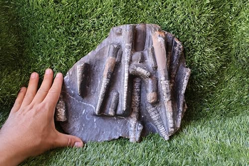 Image of Natural Orthoceras Fossil Plate from Devonian Period Fossil from Morocco