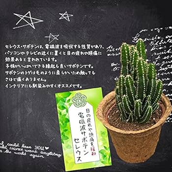 限定商品‼️❤️【大人気観葉植物】❤️電磁波吸収サボテン　極太セレウスサボテンカット苗 ❤️【大人気観葉植物】❤️電磁波吸収サボテン 極太セレウス