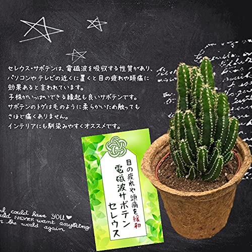 限定商品‼️❤️【大人気観葉植物】❤️電磁波吸収サボテン　極太セレウスサボテンカット苗 楽天市場】セレウス電磁波吸収サボテン♪場所取らずでちょこっと