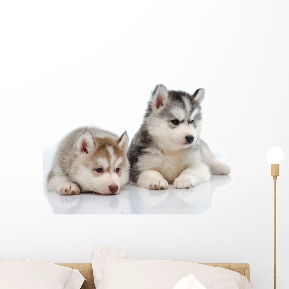 Wallmonkeys Cute Little Husky Puppy Wall Decal Peel and Stick Graphic WM9244 (24 in W x 16 in H)
