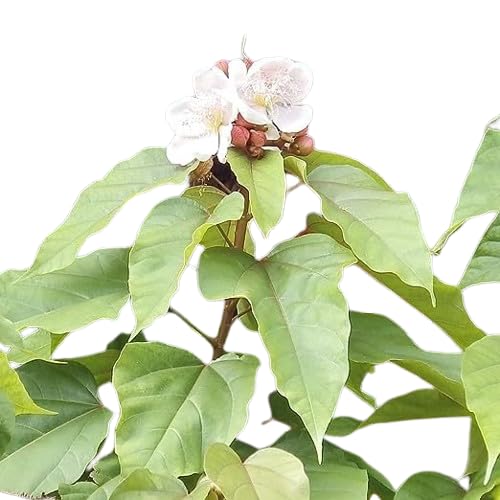 MANISHAS DAFFODILS natural desi sindoor, Annatto, Bixa orellana, Shendri,plant live for home &garden decoration (B0BP9PWR6K) Amazon Price History, Amazon Price Tracker