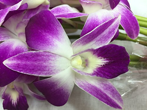 Premium Cut Purple Orchids (20 stems with Vase)
