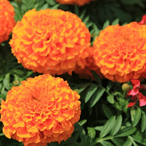 SRI SAI FORESTRY Moonsong Deep Orange Marigold Flower Seeds (100 Seeds) For Home Garden, Terrace, Balcony, Home Decoration (B09J1GBWMT) Amazon Price History, Amazon Price Tracker