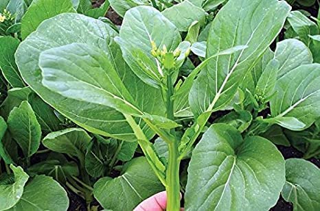Radha Krishna Agriculture® Imported vegetable KHANYARI SAAG F1 Hybrid seeds For Your Home & kitchen Garden (Pack Of 100 Seeds) (B0B1YG9TLV) Amazon Price History, Amazon Price Tracker