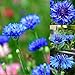 Produktbild Ultrey Samenshop - Kornblume Samen"Zwerg blau Junggesellen" Blumensamen Sommerblumen Wiese Samen Mehrjährige winterhart