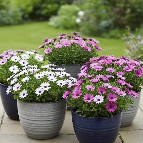 Image of Osteospermum Seeds Pack 50+ Premium African Daisy Garden Seeds for Planting Balcony Terrace Home Gardening Colorful Daisy Flowers Easy Grow Seasonal Bloom Plants (Osteospermum 55++)