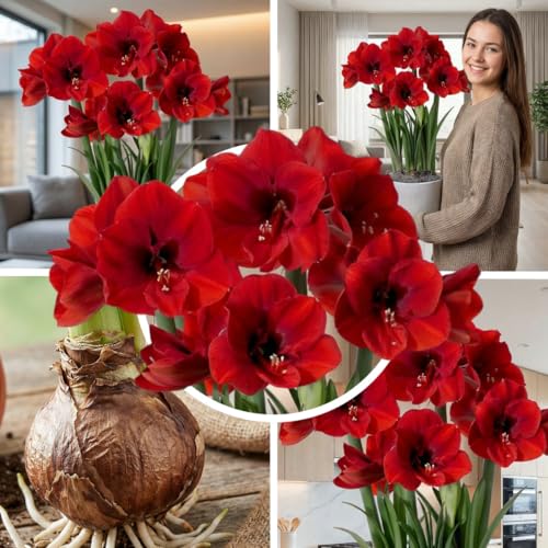 FLORIUM Amaryllis Red Lion Zwiebel, 1 Blumenzwiebel in Großformat 26/30, Exklusive, Blumenzwiebeln, Pflanzen und Blumen aus Holland, Echte Hippeastrum Zwiebeln (keine Samen, Wachs und nicht künstlich)