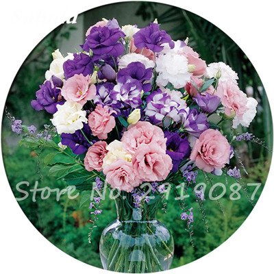 50 Semi Di Platycodon Grandiflorum - Miscela Colorata - Per Giardino O Balcone