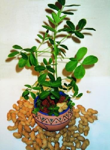 TROPICA - Peanut Plant (Arachis hypogaea) - 8 Seeds - Useful Plants