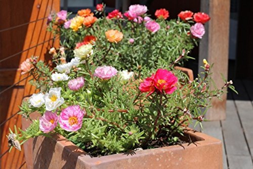 OhhSome Nau Bajiya 9 OClock Flower Seeds - Eco" (B07XXS7S1K) Amazon Price History, Amazon Price Tracker