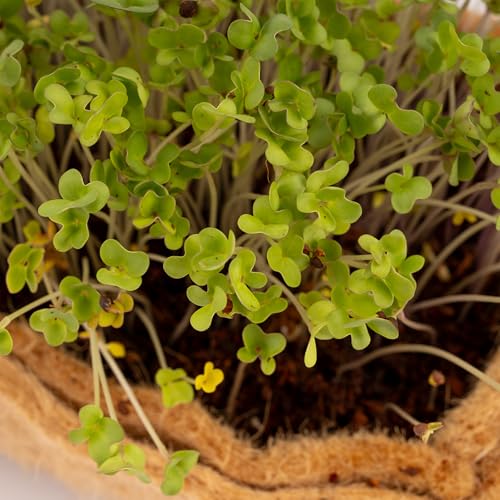Image of Microgreens Grow Set Seeds | Complete Gardening Package Jute Trays, Cocopeat, Spray Trimmer Tools | Fresh Harvest Living Spaces, Balcony, Terrace Countertop Cultivation