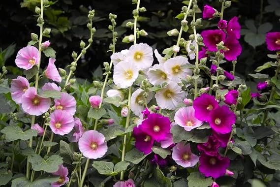 Seeds Flowers Hollyhock Spring Mix Perennial - 50 Seeds