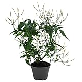 Jazmín Natural Planta Trepadora de Exterior