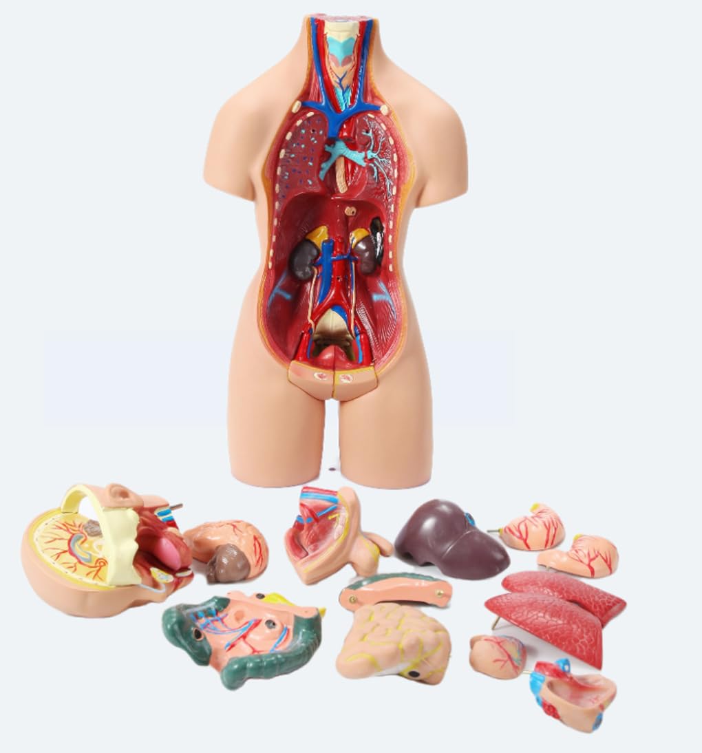 Modelo Torso anatomía Humana 55 cm, Modelo ensamblaje anatómico 4D órganos Humanos para enseñanza, educación, Escuela, Modelo anatomía Humana extraíble 19 Piezas, Modelo órgano Torso anatómico, Mod