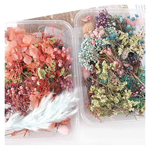 Flores Secas en Caja para Artesanía y Decoración miniatura 3