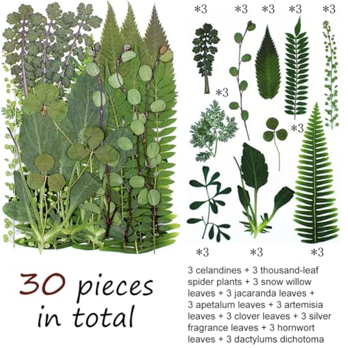 30 hojas prensadas secas diversas para manualidades miniatura 2