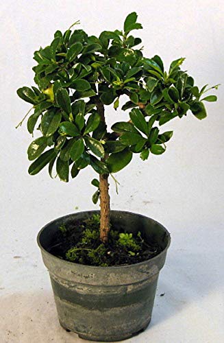 Green PAradise Live Carmona retusa Ehretia microphylla Pre Bonsai Sapling Plant
